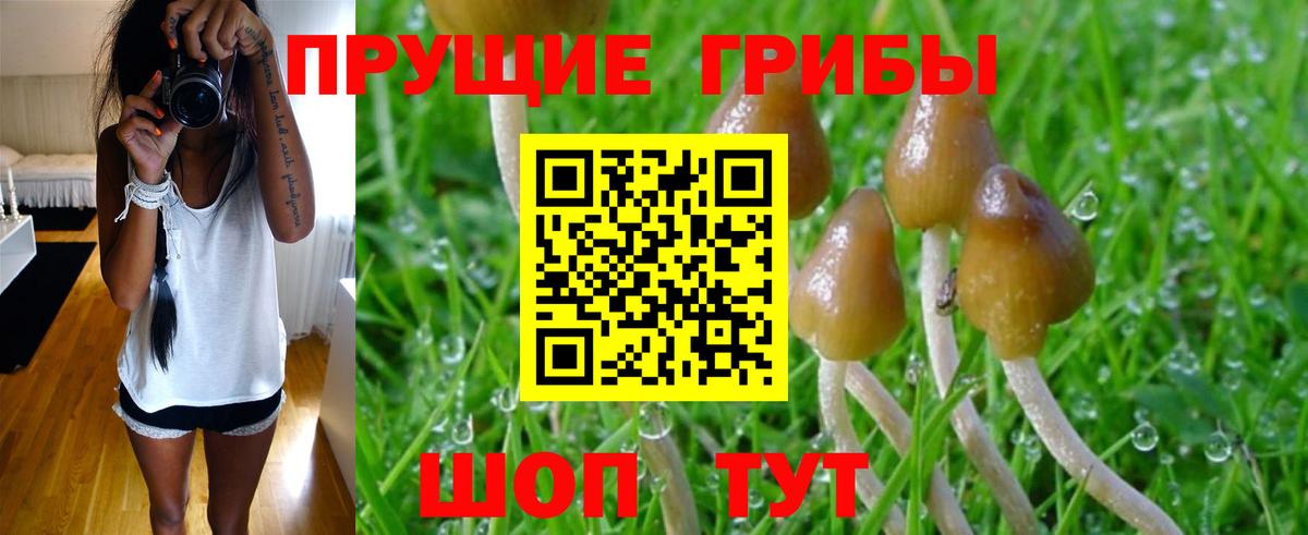 Псилоцибиновые грибы Cubensis  Вход с VPN  Кызыл 